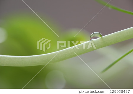 Shiny water drops on green grass, minimalistic background, macro photography Shiny water drops on green grass, minimalistic background, macro photography 129958457