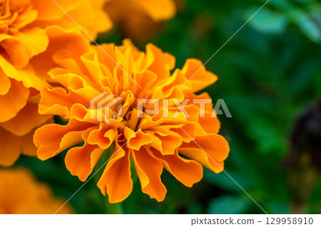Summer Colors: Orange Marigolds Summer Colors: Orange Marigolds 129958910