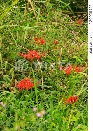 紅蜘蛛百合 紅蜘蛛百合 129958992