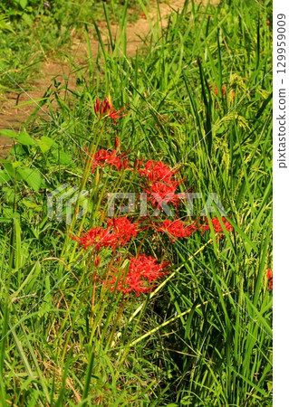 A cluster amaryllis that blooms at the ridges of rice fields A cluster amaryllis that blooms at the ridges of rice fields 129959009