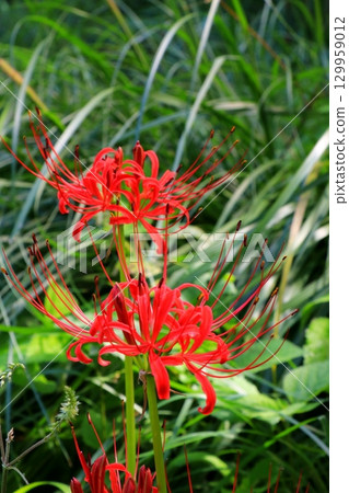 Cluster amaryllis blooming in autumn field Cluster amaryllis blooming in autumn field 129959012