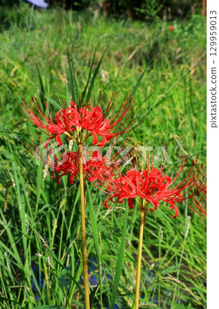 A cluster amaryllis that blooms at the ridges of rice fields 129959013