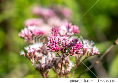 Blooming Fujibakama (Fujibakama) - Summer Day Blooming Fujibakama (Fujibakama) - Summer Day 129959440