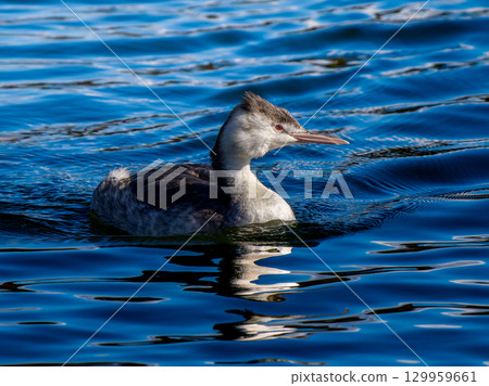 Great Crested Grebe swimming in the pond 129959661