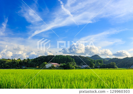 夏季農村風光 129960303