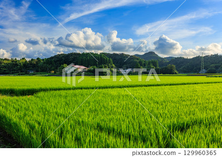 夏季農村風光 夏季農村風光 129960365