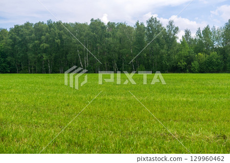 Green meadow and forest in the background. Summer landscape with grass 129960462