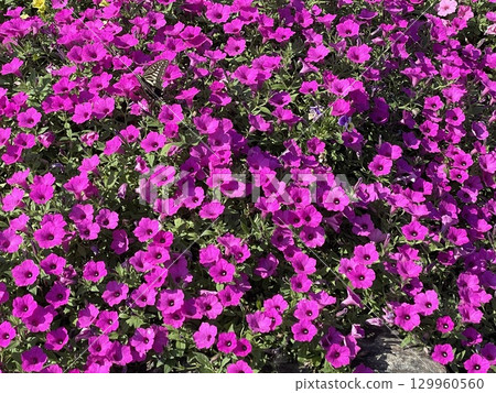 A field of pink petunias A field of pink petunias 129960560