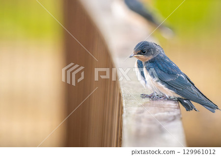A swallow perched on a railing, copy space A swallow perched on a railing, copy space 129961012
