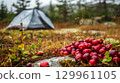Tent and cranberries in misty forest 129961105