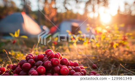 Cranberries in focus with camping background. Cranberries in focus with camping background. 129961349