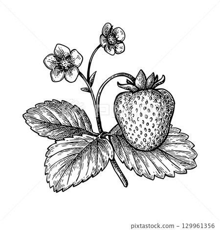 Strawberry branch ink sketch. Strawberry branch ink sketch. 129961356