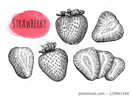Strawberry ink sketch 129961368