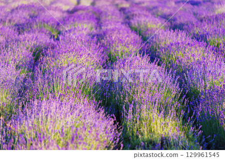 Rows of vibrant blooming purple lavender flower in field in full summer light stretching to horizon 129961545