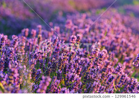 Lavender bushes blooming under warm sunlight in peaceful purple and green summer field background Lavender bushes blooming under warm sunlight in peaceful purple and green summer field background 129961546