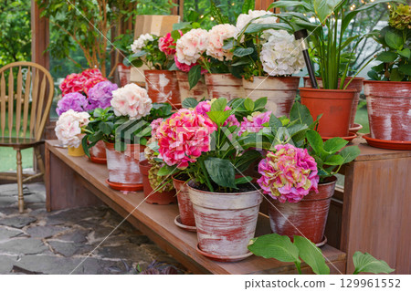 Wooden greenhouse full of blooming flowers and lush plants in bright and vibrant summer garden 129961552