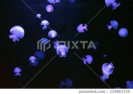 Group of Cannonball jellyfish or Stomolophus meleagris jellyfish swim in deep blue water of aquarium Group of Cannonball jellyfish or Stomolophus meleagris jellyfish swim in deep blue water of aquarium 129961559