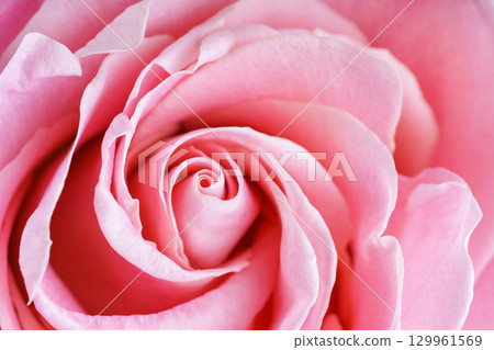 Pink rose blossom background, soft petals, floral arrangement, delicate texture, macro nature shot Pink rose blossom background, soft petals, floral arrangement, delicate texture, macro nature shot 129961569