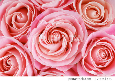 Pink roses blossom background, soft petals, floral arrangement, delicate texture, macro nature shot Pink roses blossom background, soft petals, floral arrangement, delicate texture, macro nature shot 129961570