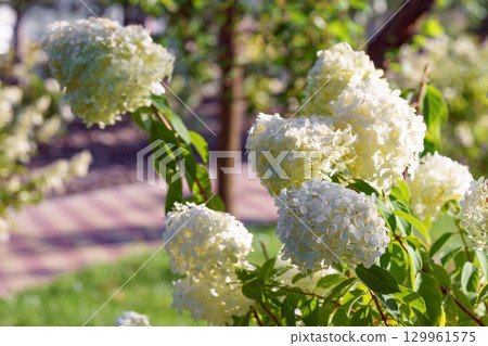 Close up of blooming white hydrangea paniculata flowers in sunny garden with green leaves background Close up of blooming white hydrangea paniculata flowers in sunny garden with green leaves background 129961575