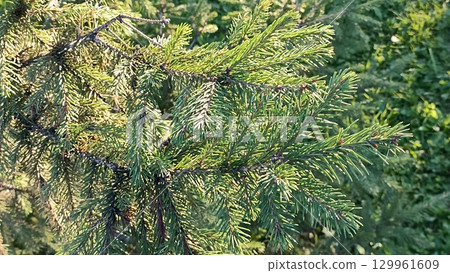 Sunlit Spruce Branches A Natural Christmas Texture Background for Festive Holiday Designs 129961609