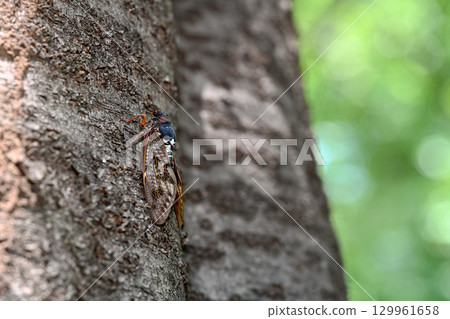 Abra cicada Abra cicada 129961658