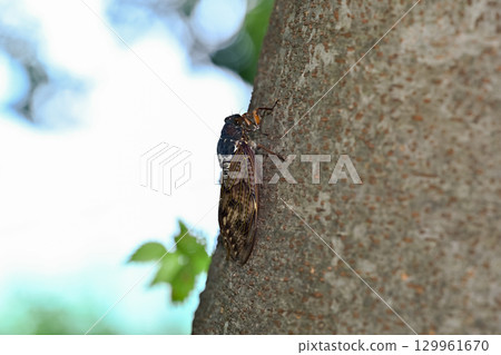 Abra cicada 129961670