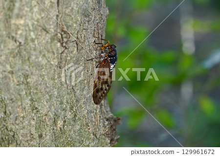 Abra cicada 129961672