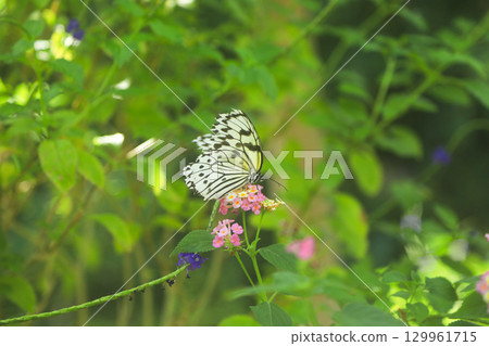 A natural scene with a black and white butterfly resting on a flower A natural scene with a black and white butterfly resting on a flower 129961715