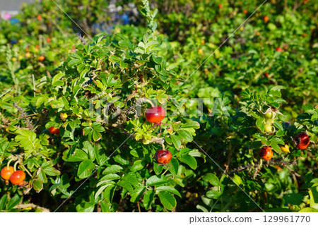 紅色玫瑰果實 紅色玫瑰果實 129961770