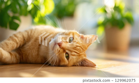 Cute ginger cat lying on floor Cute ginger cat lying on floor 129962075
