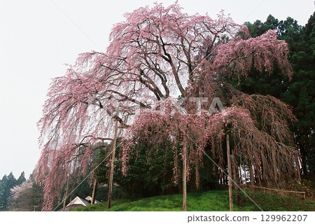 沐浴著春天的陽光，盛開的垂枝櫻花 129962207