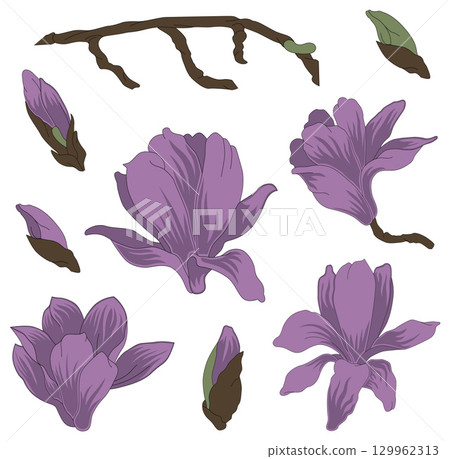 Vector hand-drawn sakura detailed blooming flowers, buns, branch. All the elements are isolated on white background Vector hand-drawn sakura detailed blooming flowers, buns, branch. All the elements are isolated on white background 129962313