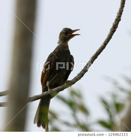 Young Brown-eared Bulbul in Yanbaru Forest Young Brown-eared Bulbul in Yanbaru Forest 129962315