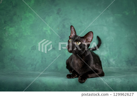 A beautiful black cat of the Oriental breed. Cat watches closely, studio shooting A beautiful black cat of the Oriental breed. Cat watches closely, studio shooting 129962627