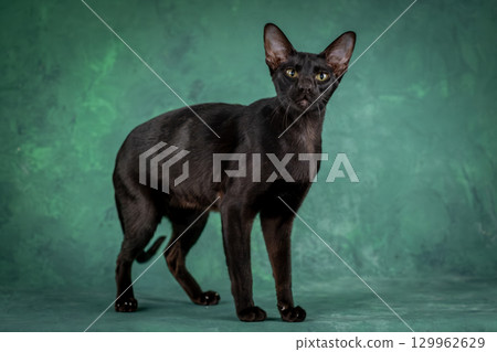 A beautiful black cat of the Oriental breed. Cat watches closely, studio shooting 129962629