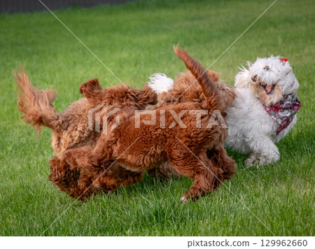 A few dogs are playing merrily on the green lawn, Labradoodles are happily running and jumping A few dogs are playing merrily on the green lawn, Labradoodles are happily running and jumping 129962660
