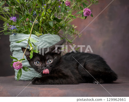 A small black kitten with huge green eyes poses with flowers on a brown background. Studio shooting A small black kitten with huge green eyes poses with flowers on a brown background. Studio shooting 129962661