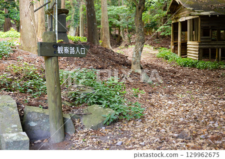 Observation path at Kisaka Wild Bird Forest at Kaijin Shrine, Ichinomiya, Tsushima Province Observation path at Kisaka Wild Bird Forest at Kaijin Shrine, Ichinomiya, Tsushima Province 129962675
