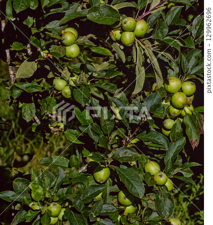 Green Apple Tree Full of Fruit  129962696