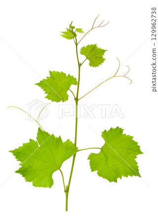 Grape branch with bright juicy leaves isolated on white 129962738