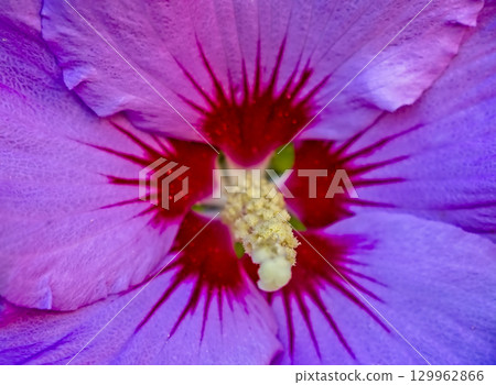 Extreme Macro of Purple Hibiscus Flower Center  Detailed Stamen and Pollen 129962866