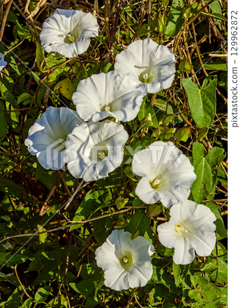 Group of Greater Bindweed Flowers (Calystegia sepium Cluster 129962872