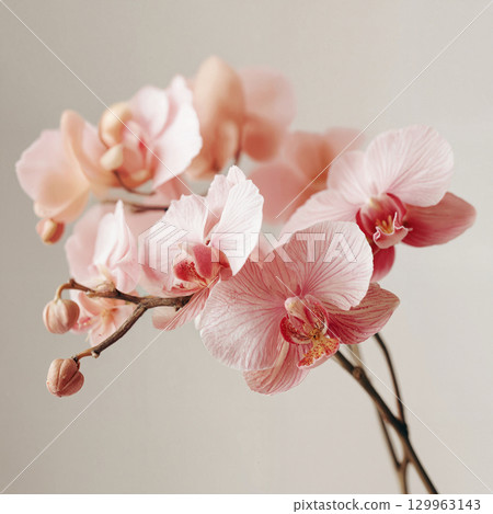 Elegant branch of a blooming pink Phalaenopsis orchid with water drops on a soft beige background. Elegant branch of a blooming pink Phalaenopsis orchid with water drops on a soft beige background. 129963143