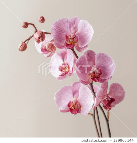 branch of orchid flowers branch of orchid flowers 129963144
