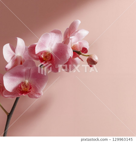pink orchid on a pink background 129963145