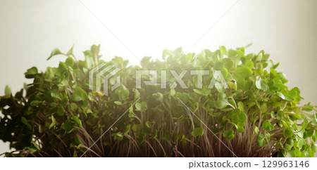 Bunch Of Microgreens In Front Of Sunlight Isolated Stock Photo Bunch Of Microgreens In Front Of Sunlight Isolated Stock Photo 129963146