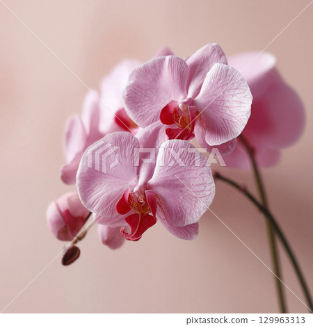 orchid flowers in spa 129963313