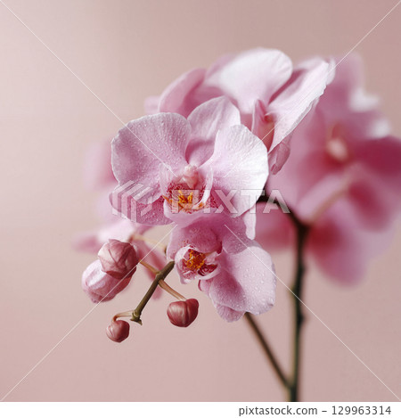 pink orchid flowers on a pink background 129963314