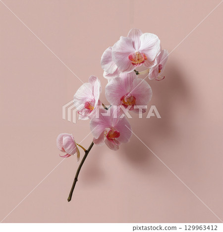 Elegant branch of a blooming pink Phalaenopsis orchid with water drops on a soft beige background. 129963412